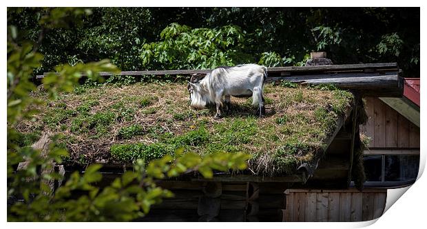  Goat on a roof Print by Leighton Collins