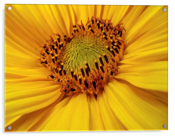  Sunflower heart Acrylic by Valerie Anne Kelly