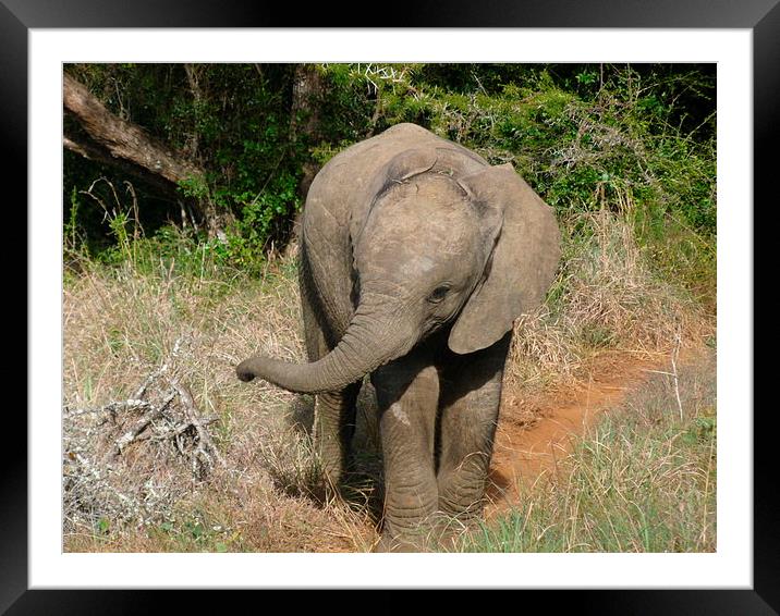  Happy Elephant Framed Mounted Print by Debbie Starbuck