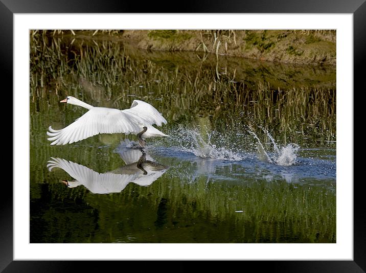 White Swan taking off Framed Mounted Print by Mike Gorton