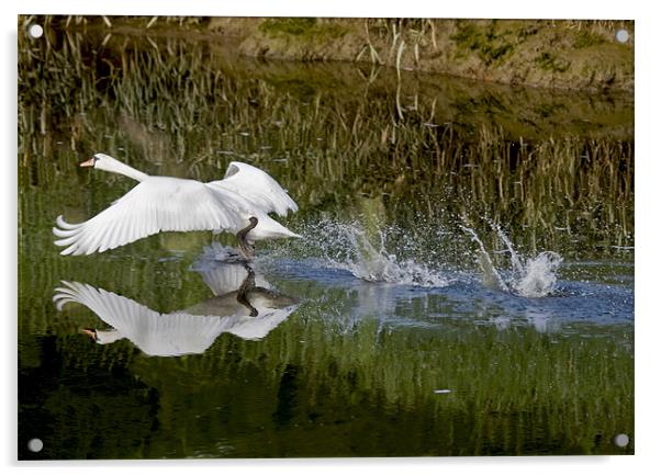White Swan taking off Acrylic by Mike Gorton