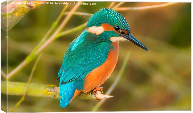  kingfisher Canvas Print by paul neville