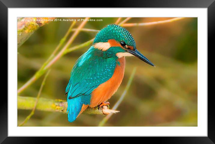  kingfisher Framed Mounted Print by paul neville