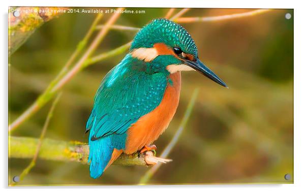  kingfisher Acrylic by paul neville