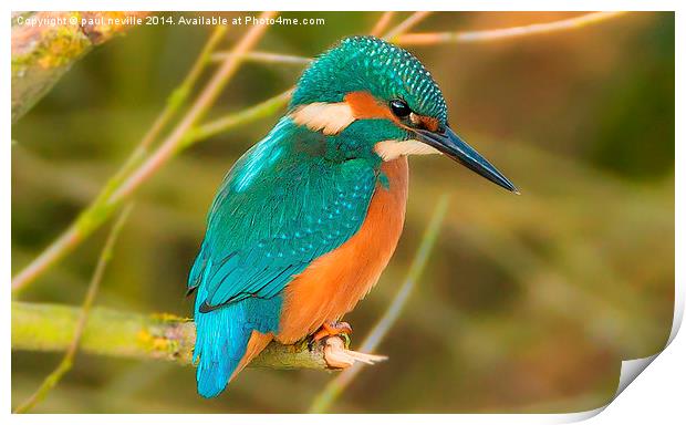  kingfisher Print by paul neville