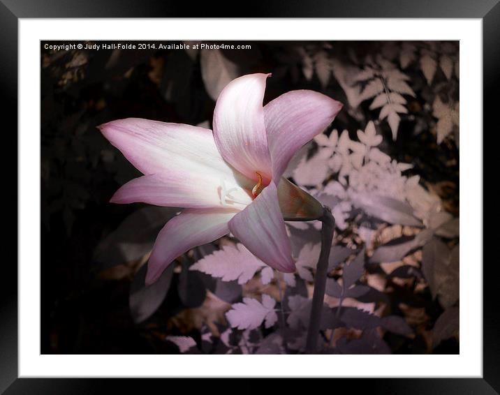  Lone Lily Framed Mounted Print by Judy Hall-Folde