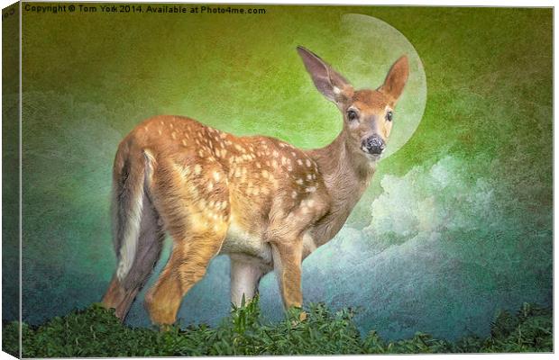 Portrait Of A Fawn Canvas Print by Tom York