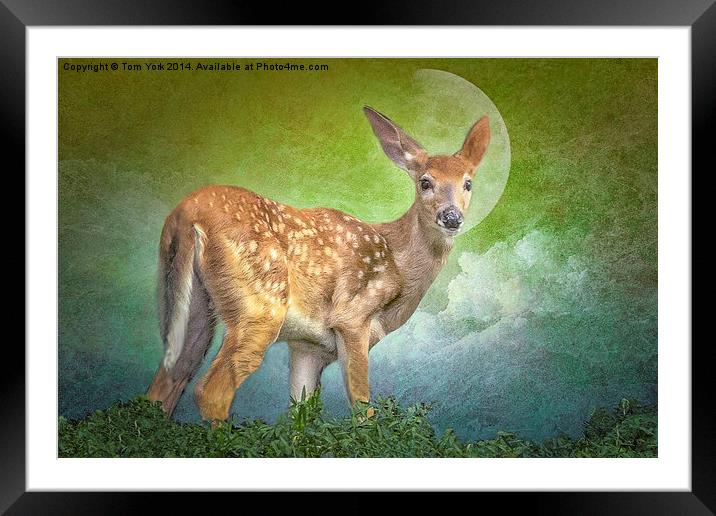 Portrait Of A Fawn Framed Mounted Print by Tom York