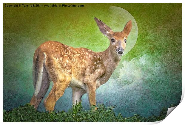 Portrait Of A Fawn Print by Tom York