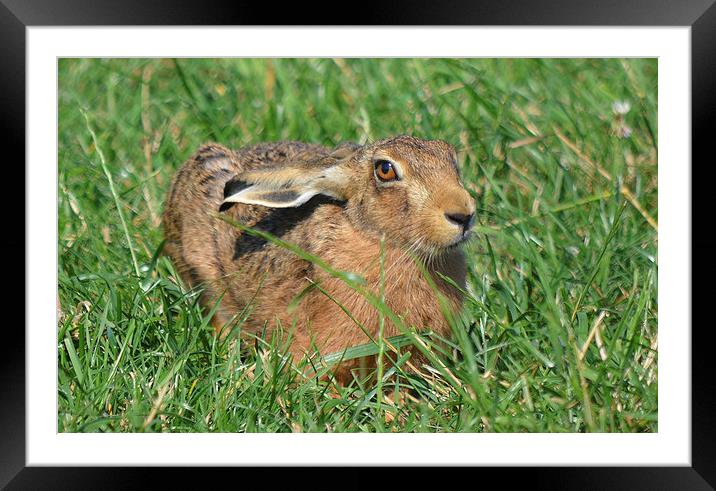  Wild Brown Hare Framed Mounted Print by mim hancock