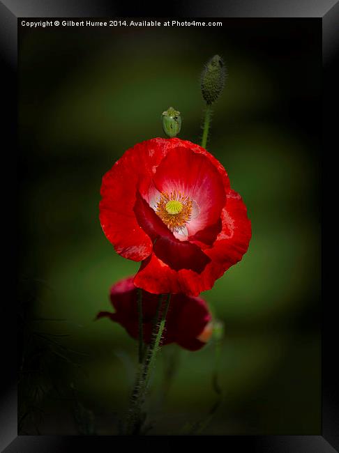 'Scarlet Poppy: A Garden's Spectacle' Framed Print by Gilbert Hurree