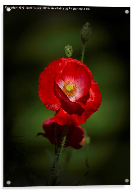 'Scarlet Poppy: A Garden's Spectacle' Acrylic by Gilbert Hurree