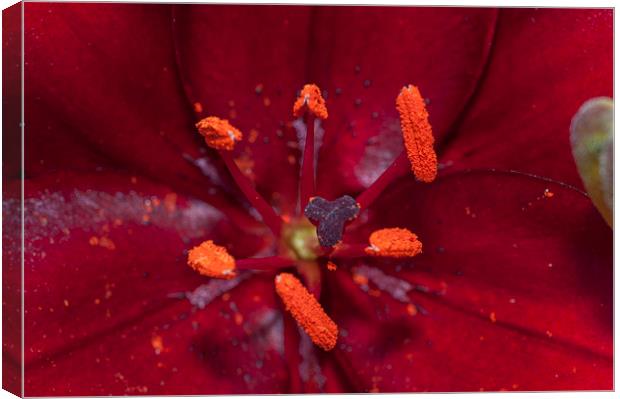 Red Lily Macro Canvas Print by Steve Purnell