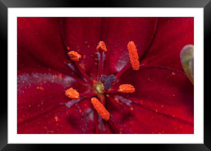 Red Lily Macro Framed Mounted Print by Steve Purnell