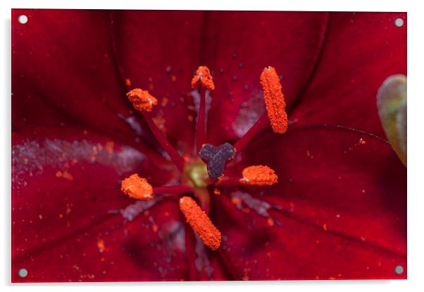 Red Lily Macro Acrylic by Steve Purnell