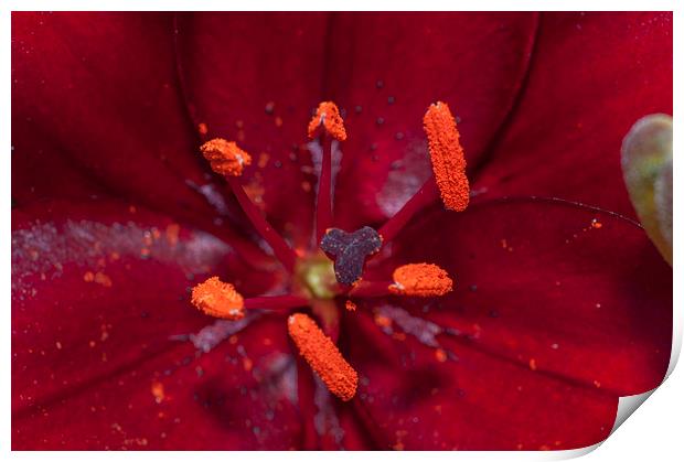 Red Lily Macro Print by Steve Purnell