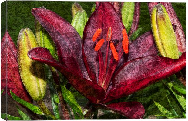 Red Lily 1 Canvas Print by Steve Purnell
