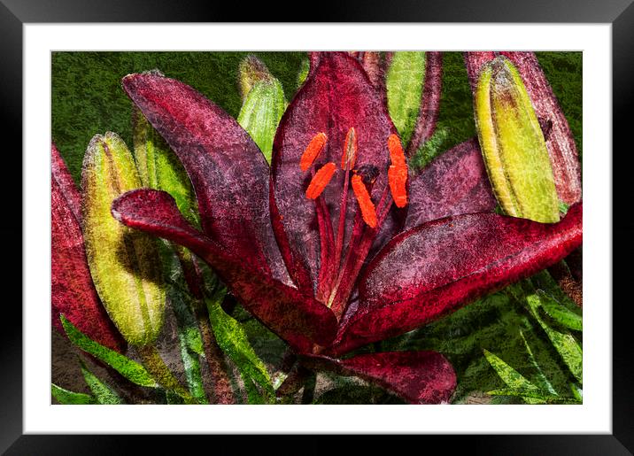 Red Lily 1 Framed Mounted Print by Steve Purnell