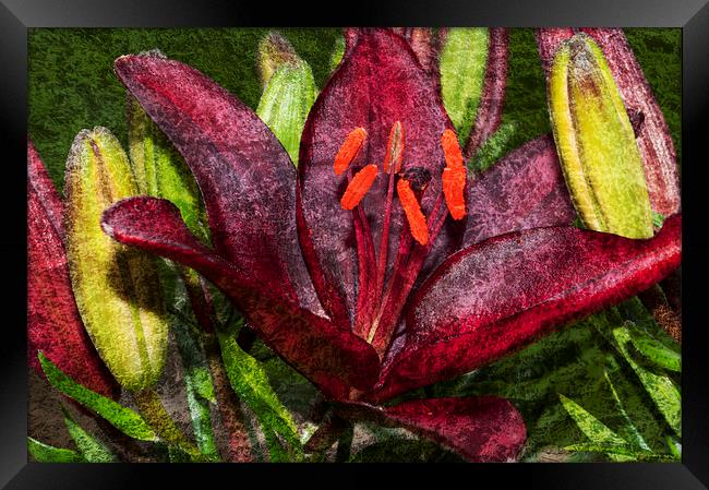 Red Lily 1 Framed Print by Steve Purnell