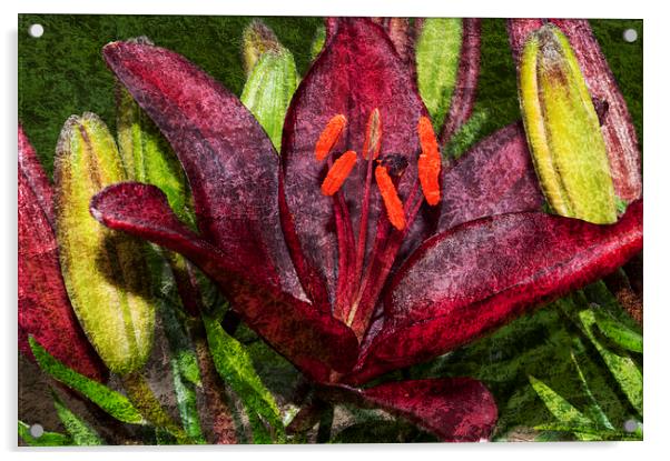 Red Lily 1 Acrylic by Steve Purnell