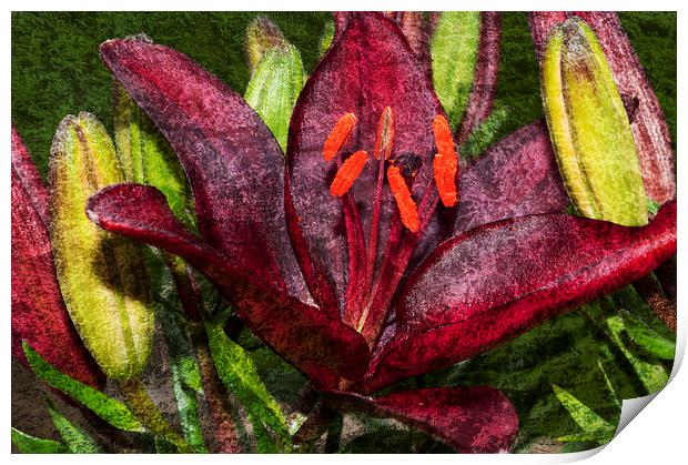 Red Lily 1 Print by Steve Purnell