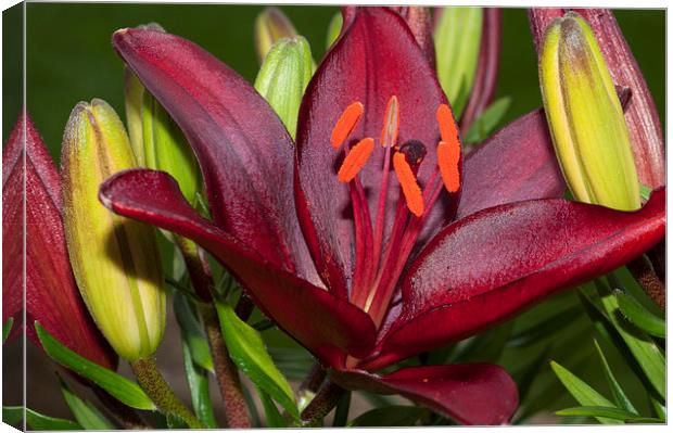 Red Lily 2 Canvas Print by Steve Purnell