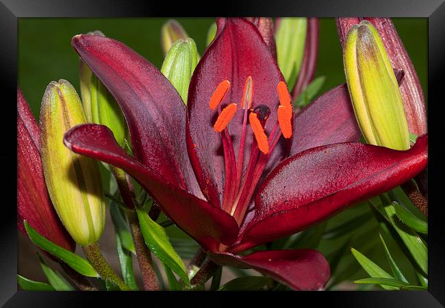 Red Lily 2 Framed Print by Steve Purnell