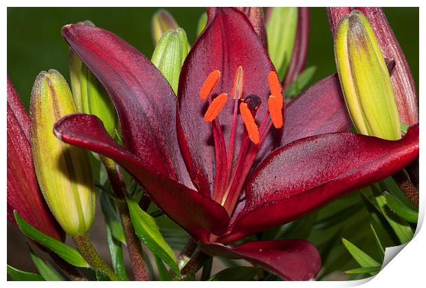 Red Lily 2 Print by Steve Purnell
