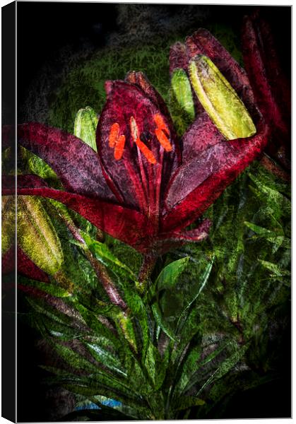 Red Lily 3 Canvas Print by Steve Purnell