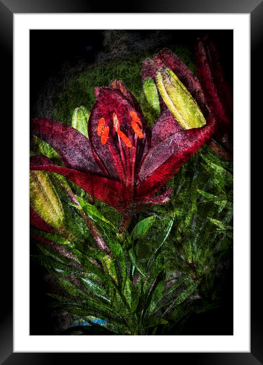 Red Lily 3 Framed Mounted Print by Steve Purnell