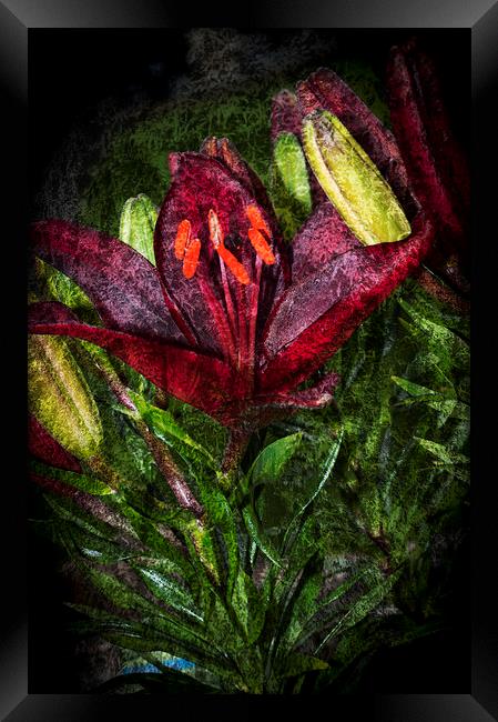 Red Lily 3 Framed Print by Steve Purnell