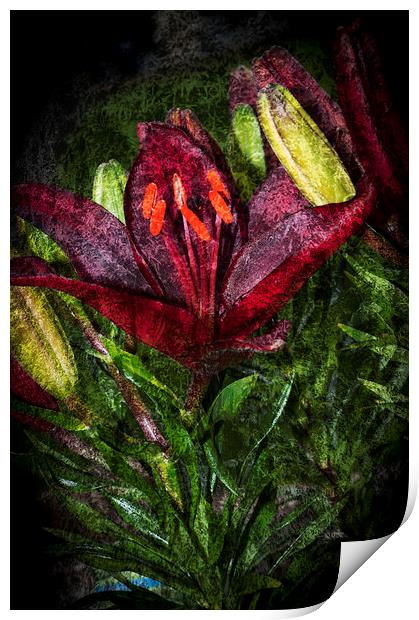 Red Lily 3 Print by Steve Purnell