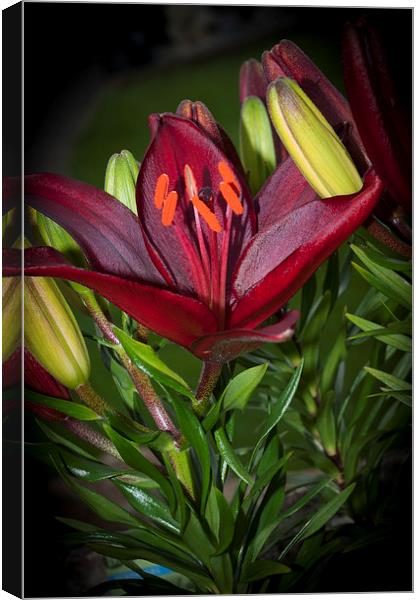 Red Lily 4 Canvas Print by Steve Purnell