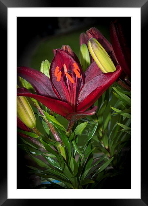 Red Lily 4 Framed Mounted Print by Steve Purnell
