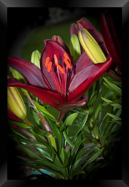 Red Lily 4 Framed Print by Steve Purnell