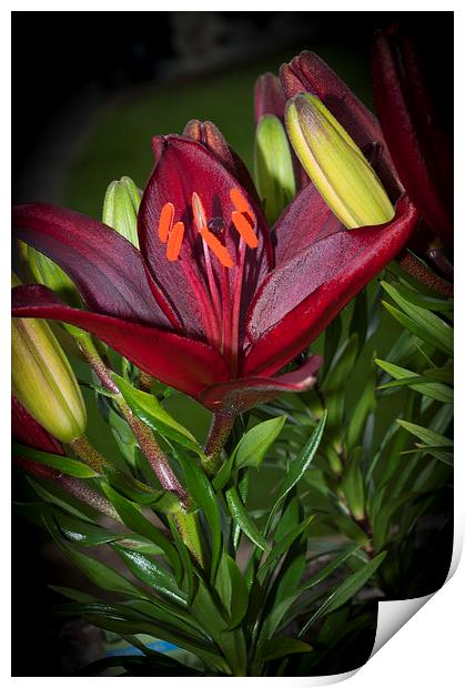 Red Lily 4 Print by Steve Purnell