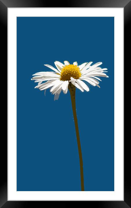 simply daisy  Framed Mounted Print by Heather Newton