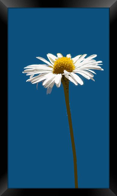 simply daisy  Framed Print by Heather Newton