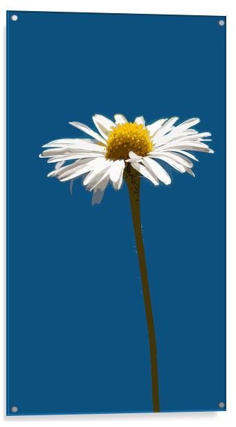 simply daisy  Acrylic by Heather Newton
