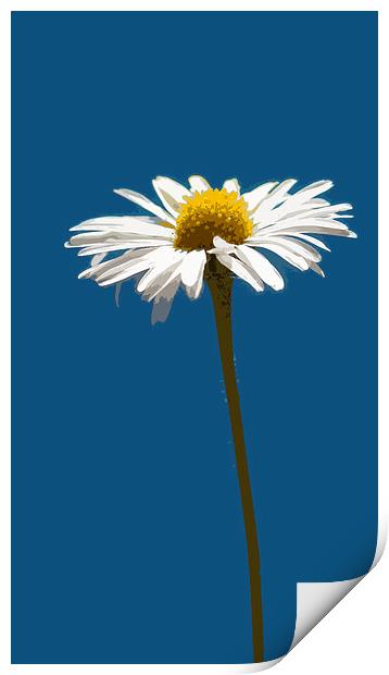 simply daisy  Print by Heather Newton