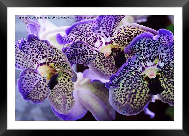  Aliens. Orchids from Keukenhof. Netherlands Framed Mounted Print by Jenny Rainbow