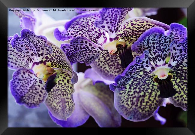  Aliens. Orchids from Keukenhof. Netherlands Framed Print by Jenny Rainbow