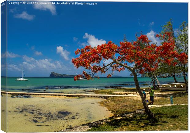  The Flame Tree of Mauritius Canvas Print by Gilbert Hurree
