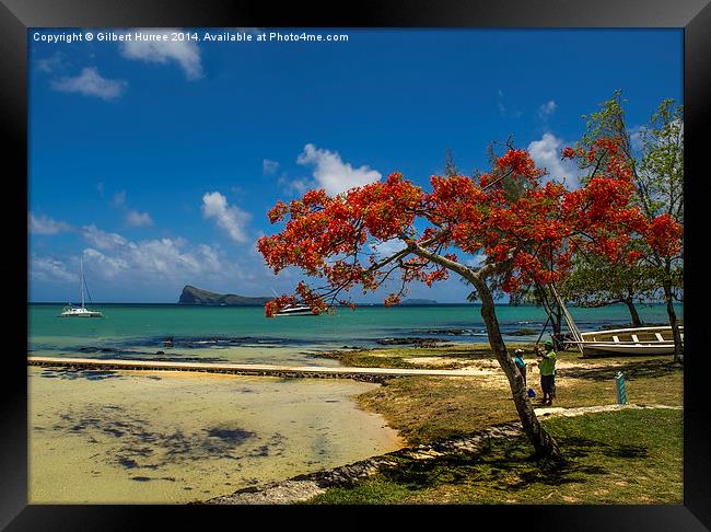  The Flame Tree of Mauritius Framed Print by Gilbert Hurree