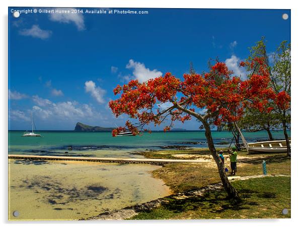  The Flame Tree of Mauritius Acrylic by Gilbert Hurree