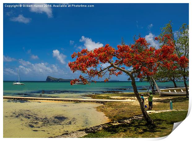  The Flame Tree of Mauritius Print by Gilbert Hurree