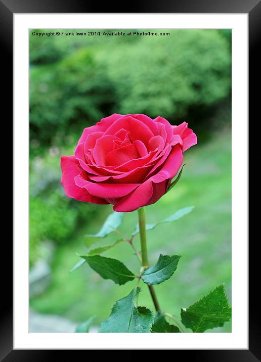  A beautiful single Red Hybrid Tea rose Framed Mounted Print by Frank Irwin