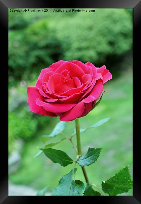  A beautiful single Red Hybrid Tea rose Framed Print by Frank Irwin