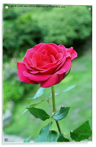  A beautiful single Red Hybrid Tea rose Acrylic by Frank Irwin