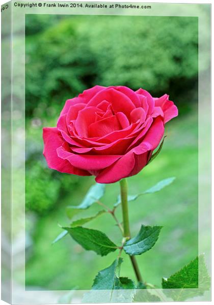 A beautiful single Red Hybrid Tea rose shown artis Canvas Print by Frank Irwin